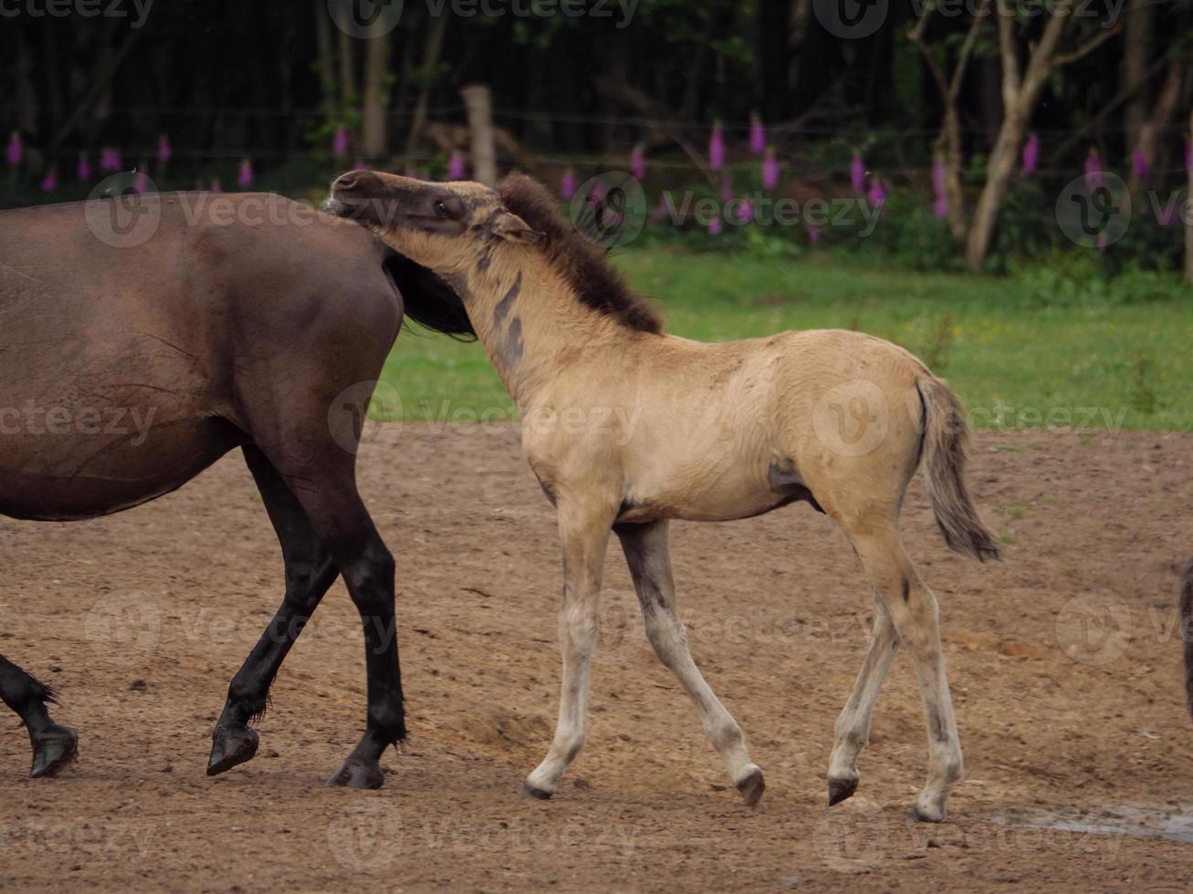 horses and foals in germany photo