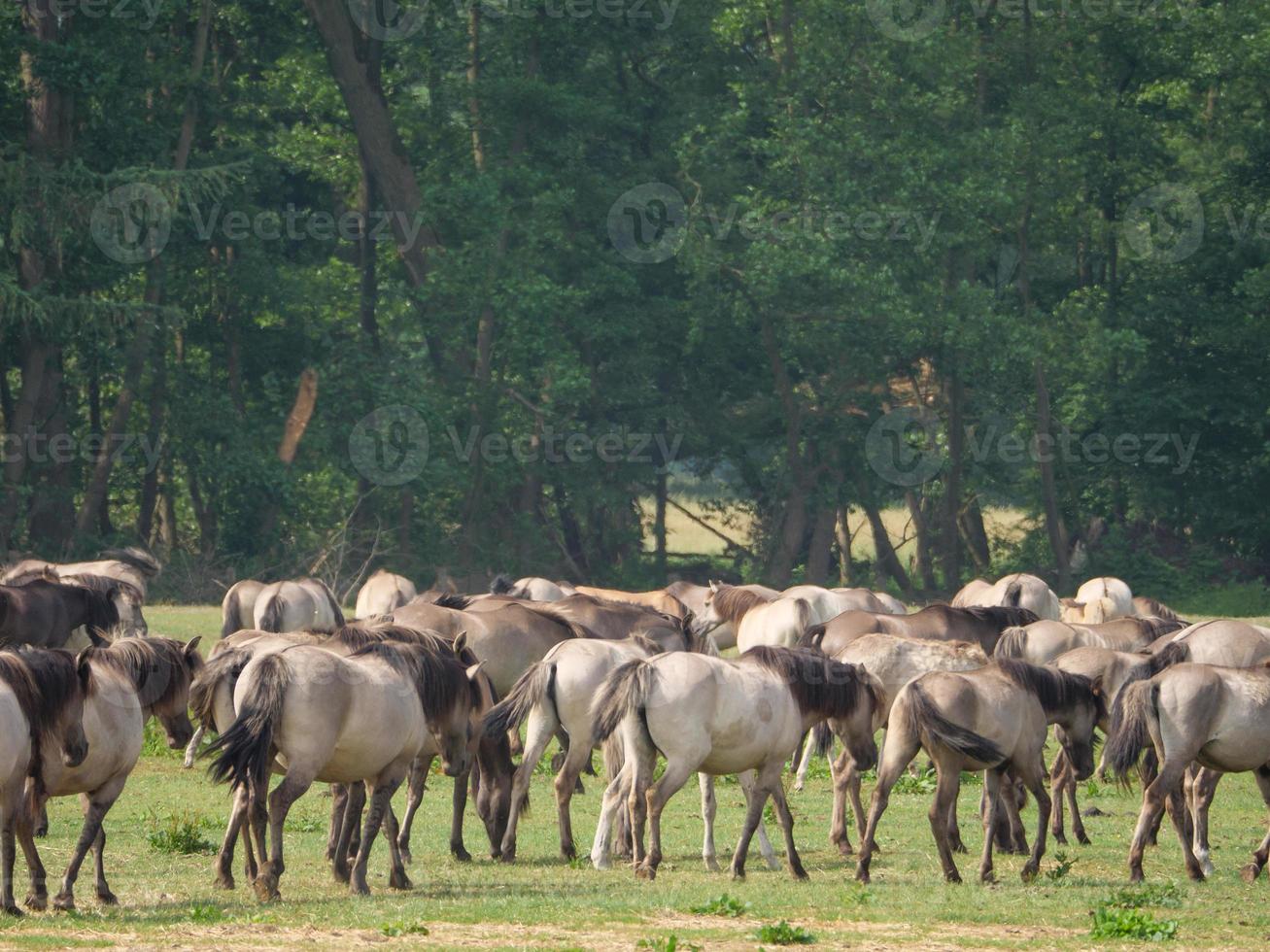 many horses and foals photo