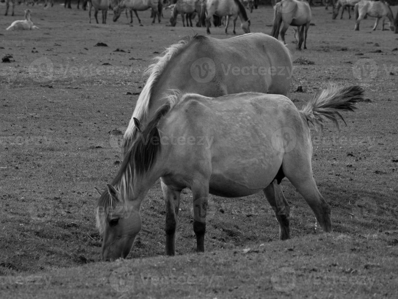 wild horses on a field photo