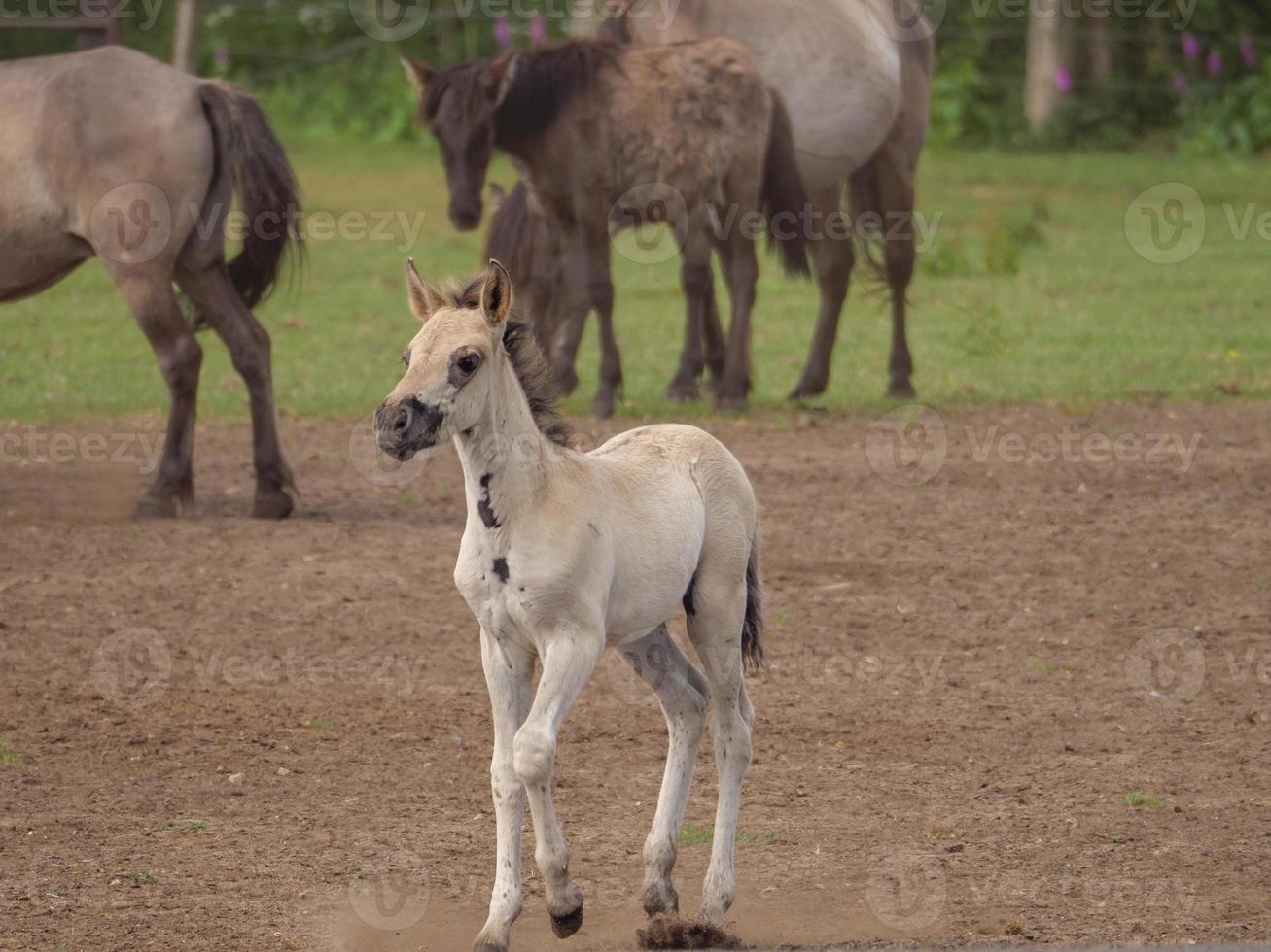 many horses and foals photo