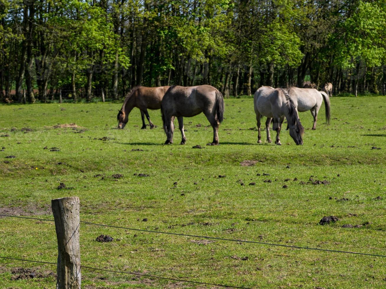 wild horses and foals in germany photo