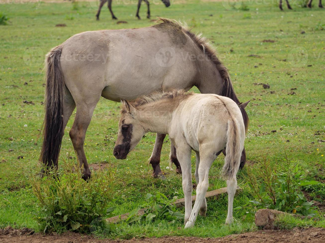 many horses and foals photo