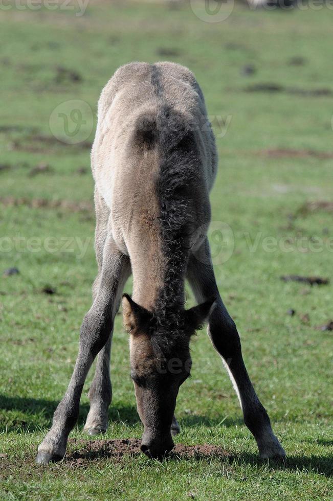 Horses in westphalia photo