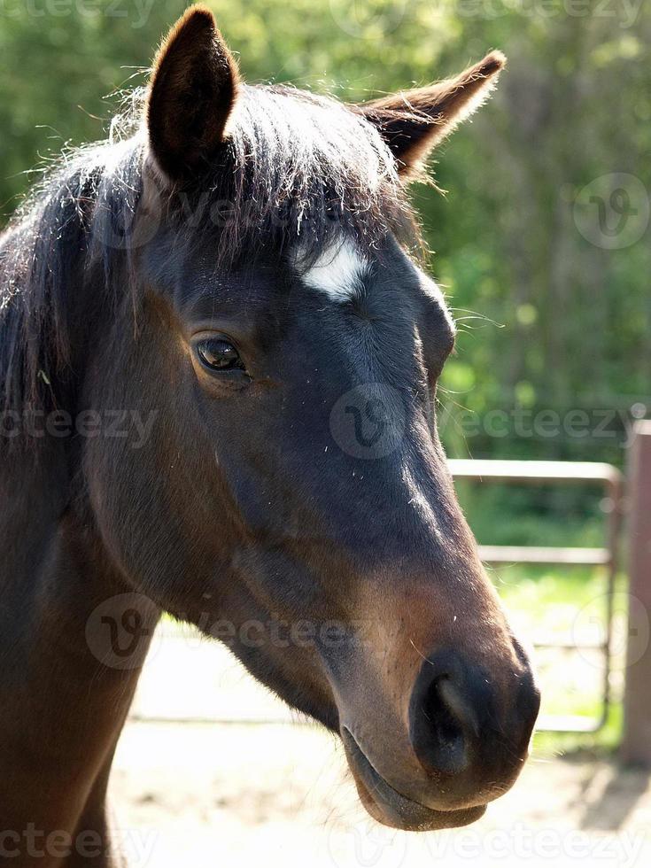 many horses in germany photo