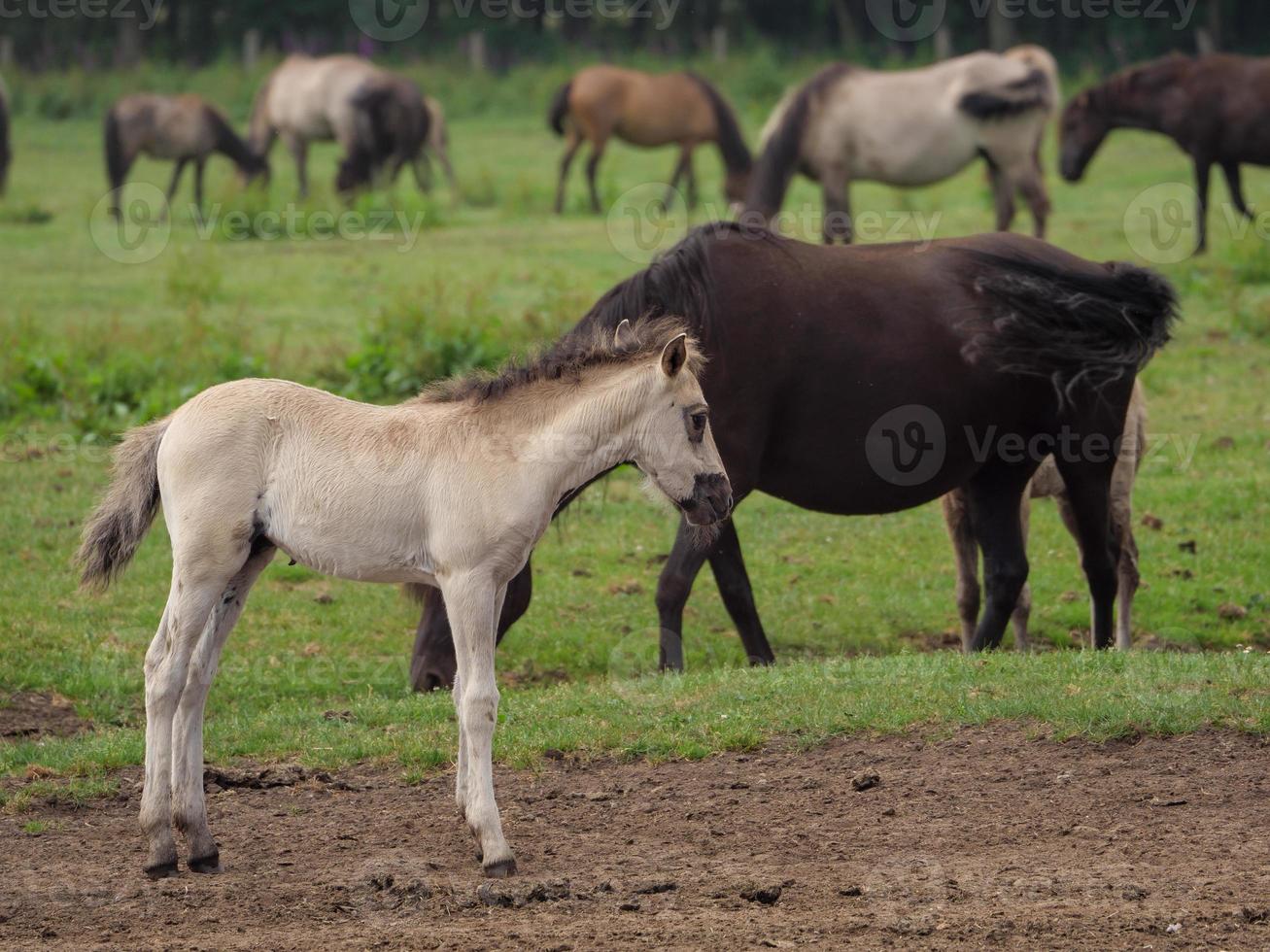 wild horses and foals in germany photo