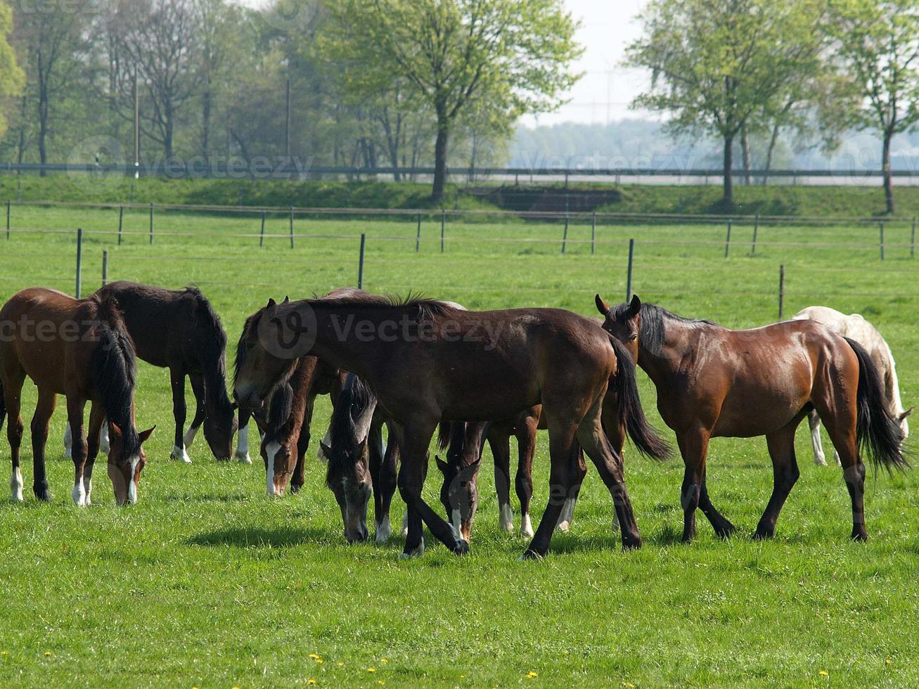 many horses in germany photo