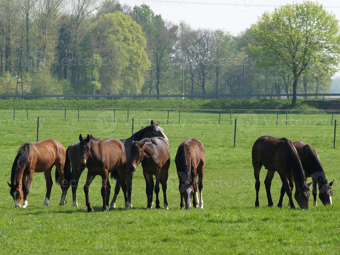 many horses in germany photo