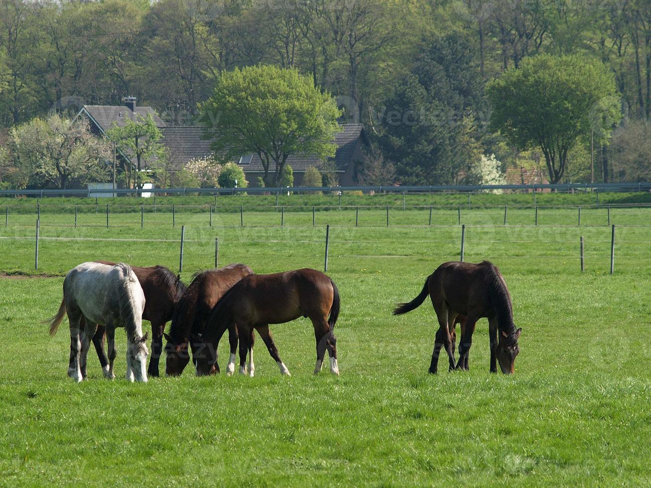 many horses in germany photo