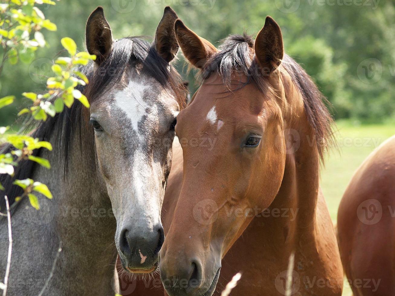 caballos y potros en alemania foto