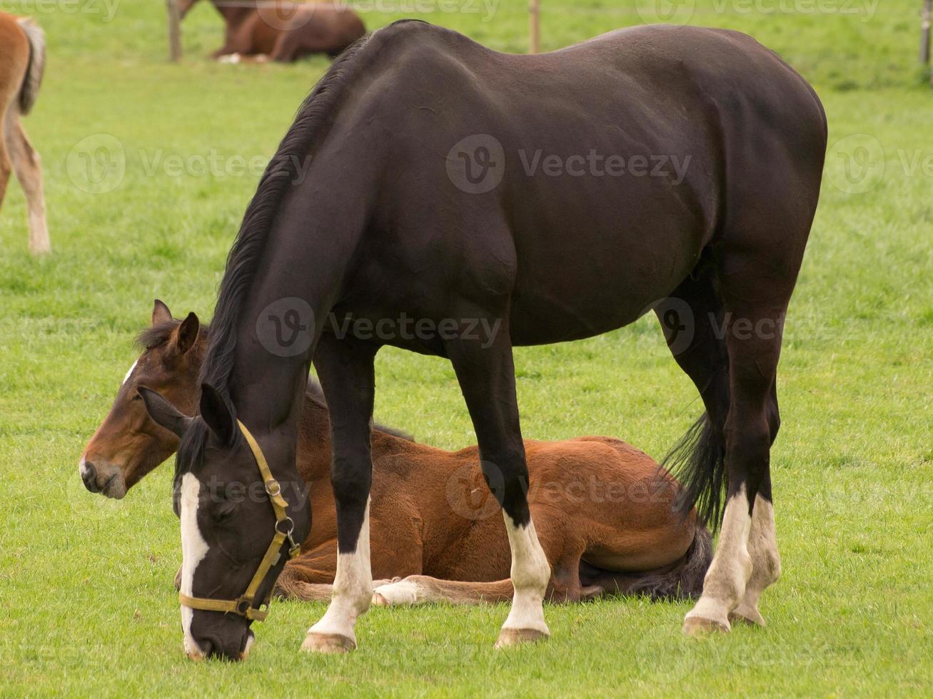 foales and horses in germany photo