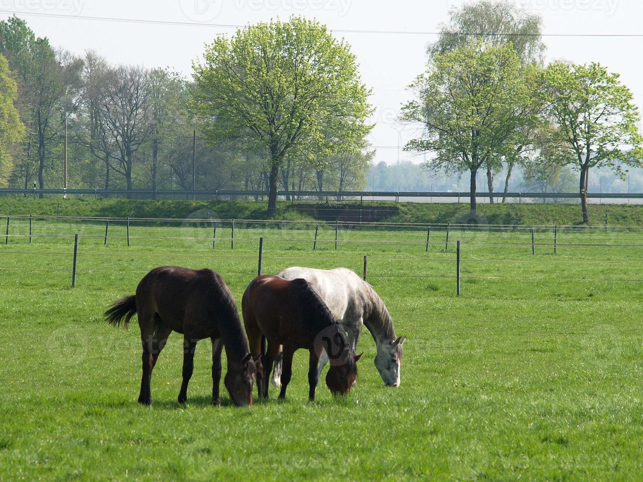 many horses in germany photo