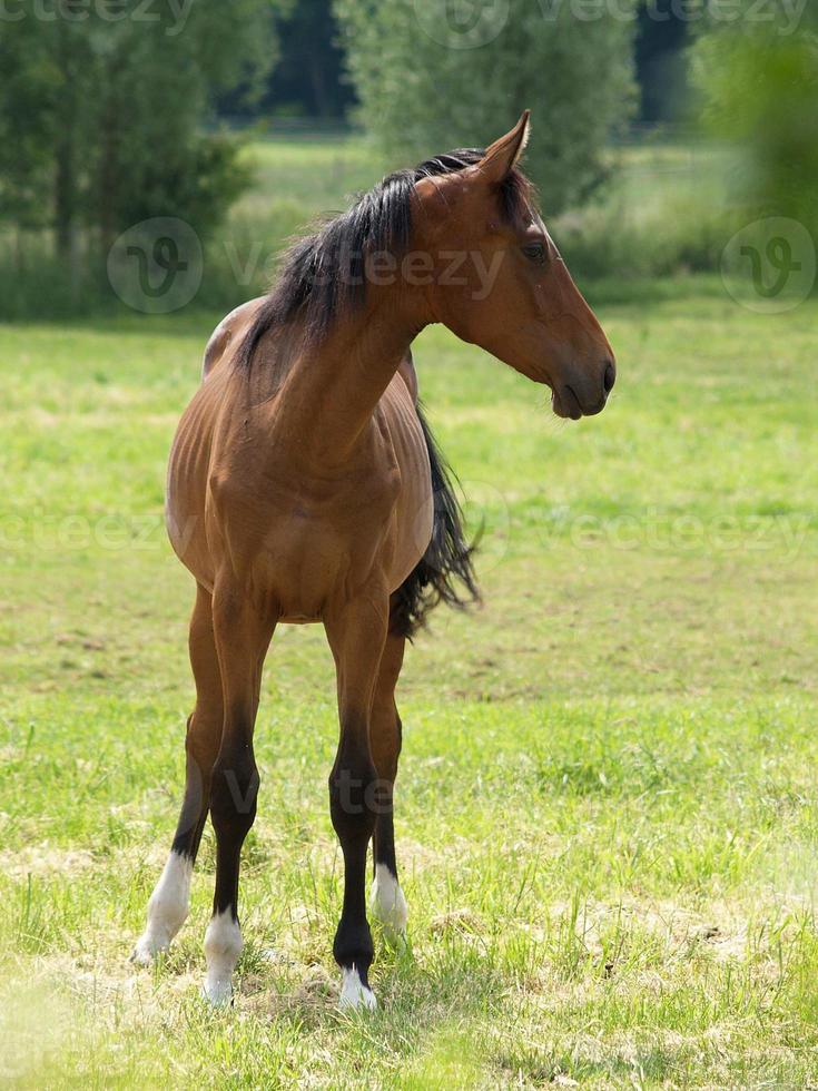 horses and foals in germany photo