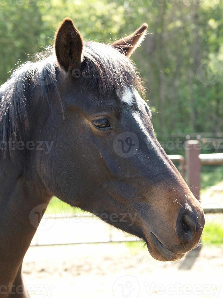 many horses in germany photo