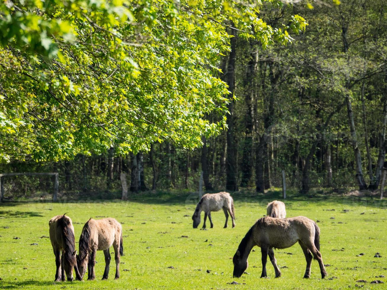 many horses in germany photo