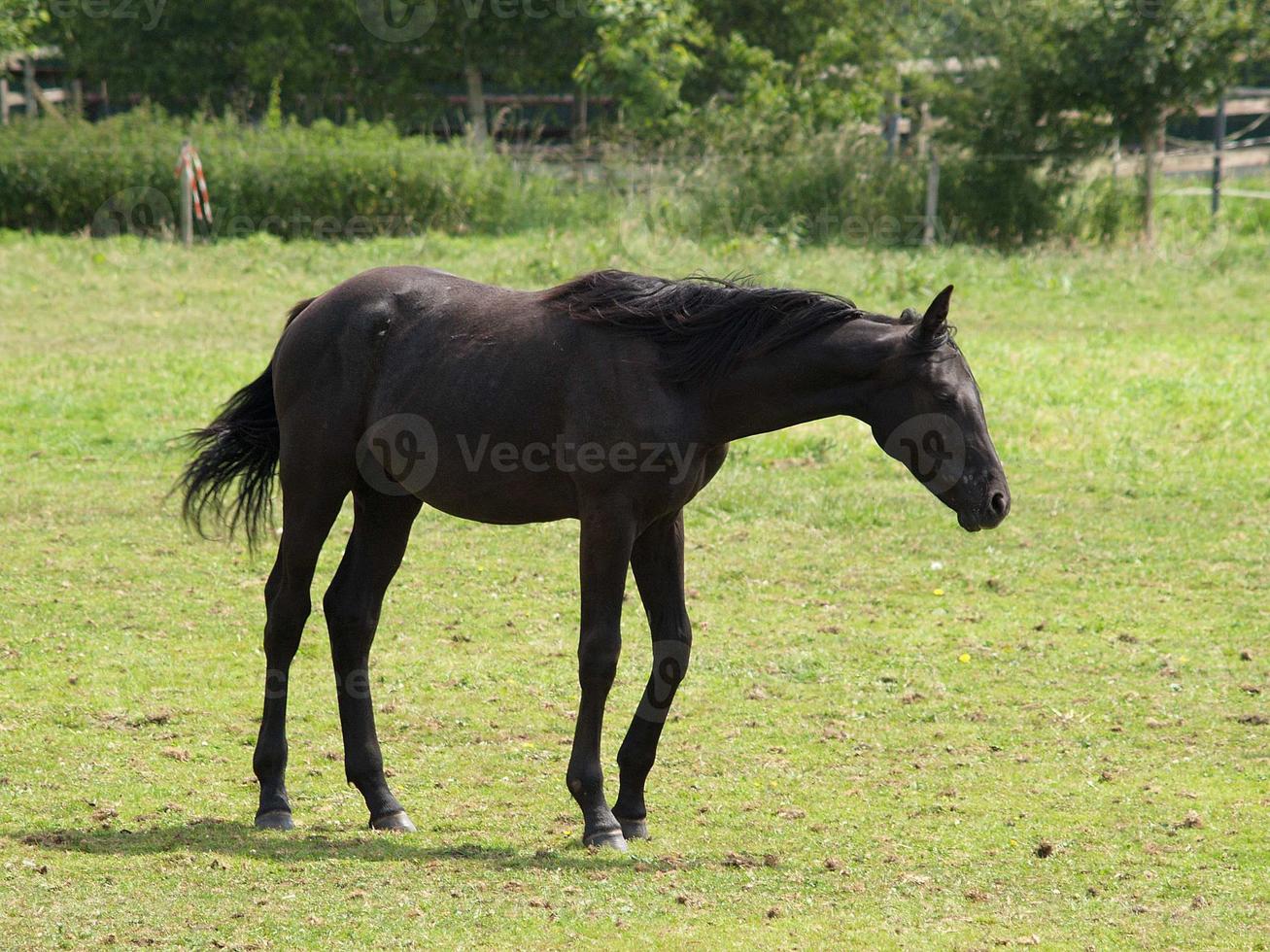 Horses in westphalia photo