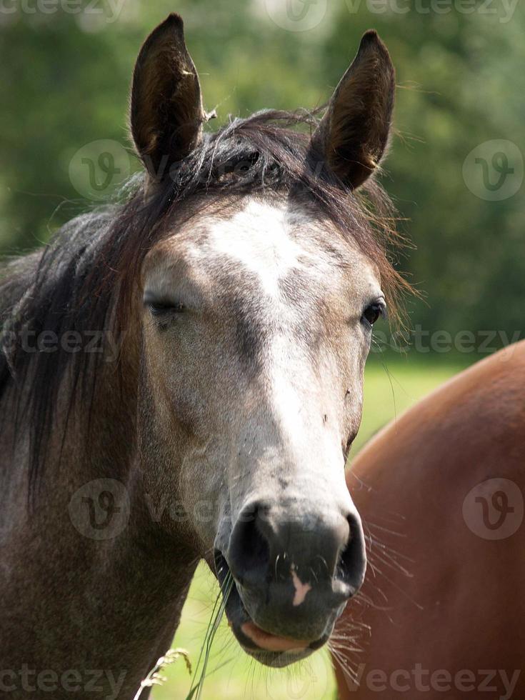 horses and foals in germany photo