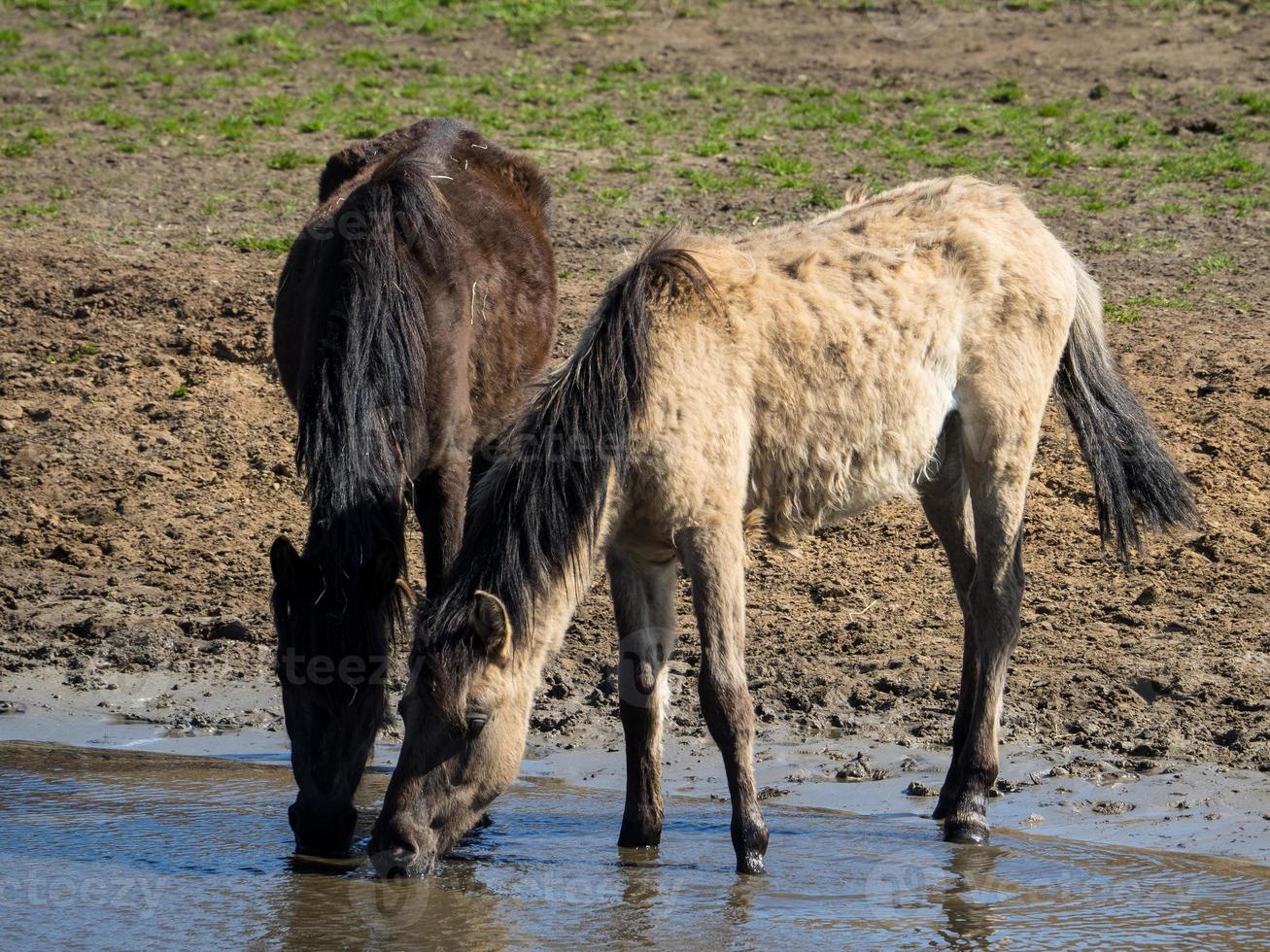 many horses in germany photo