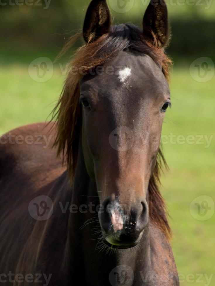 horses in the german munsterland photo