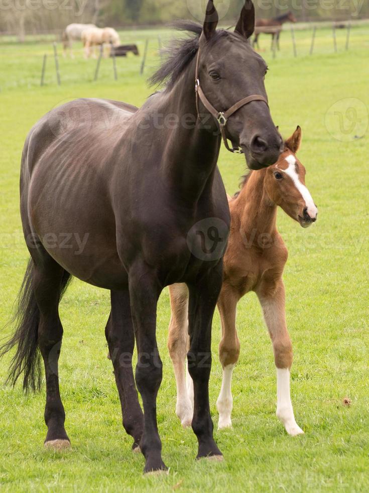 foales and horses in germany photo