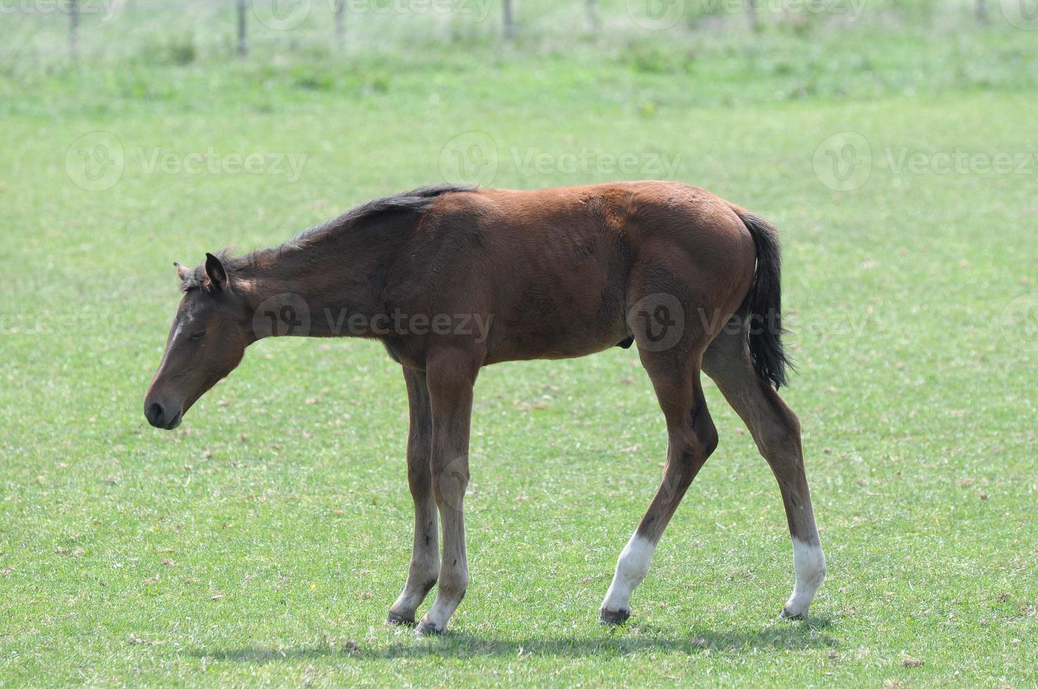 horses and foals in germany photo