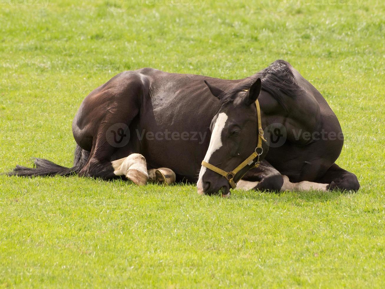 horsea and foals photo