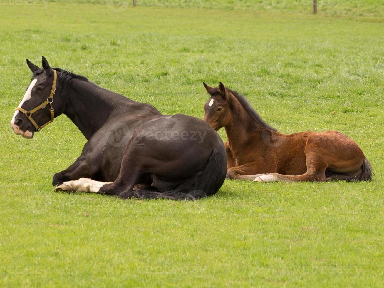 Horses on a german meadow photo