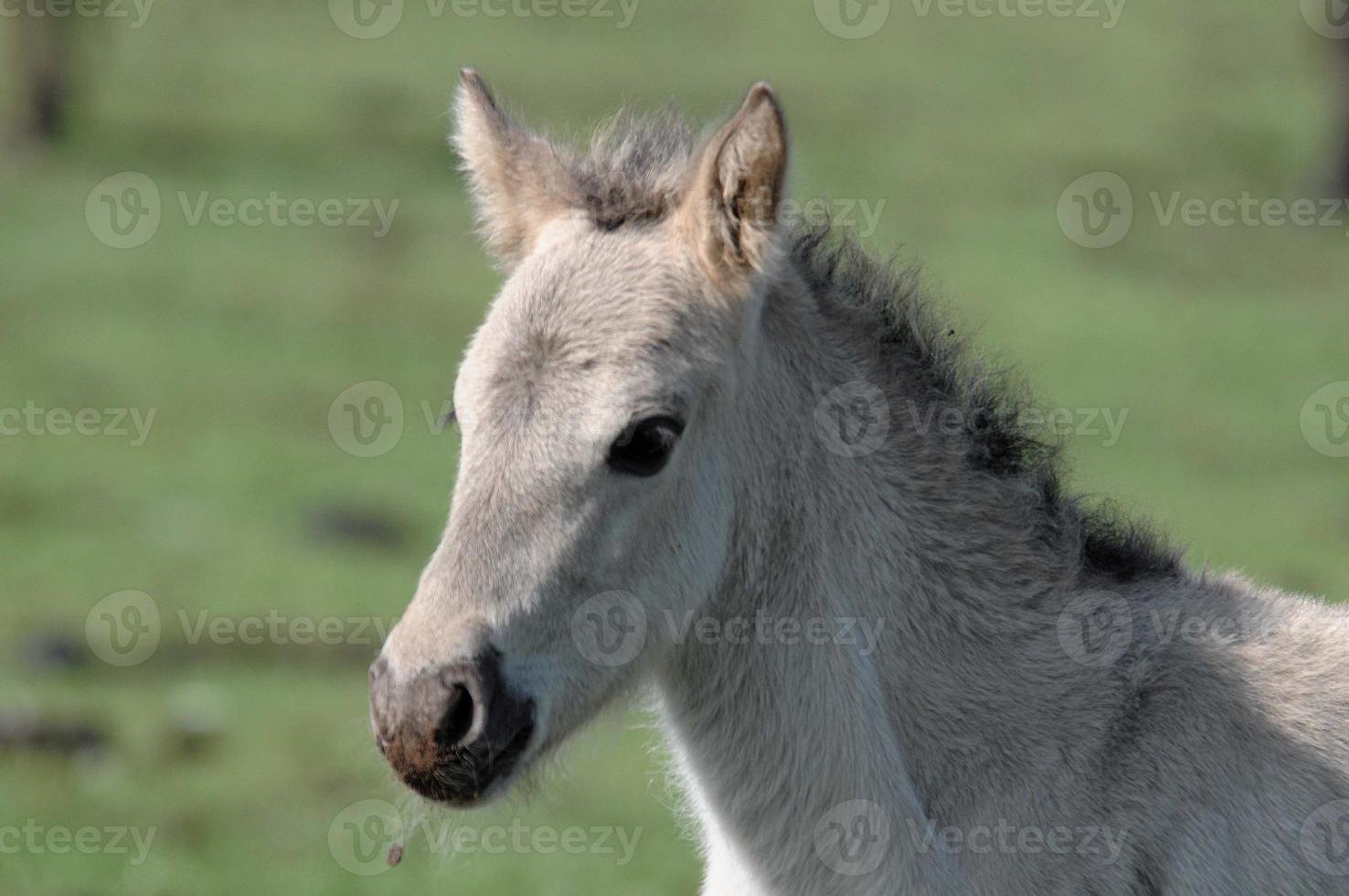 horsea and foals photo