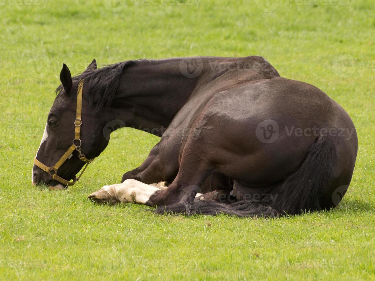 Horses on a german meadow photo