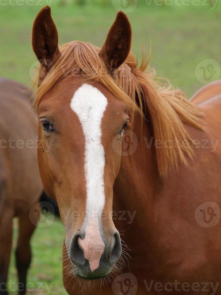 foales and horses in germany photo