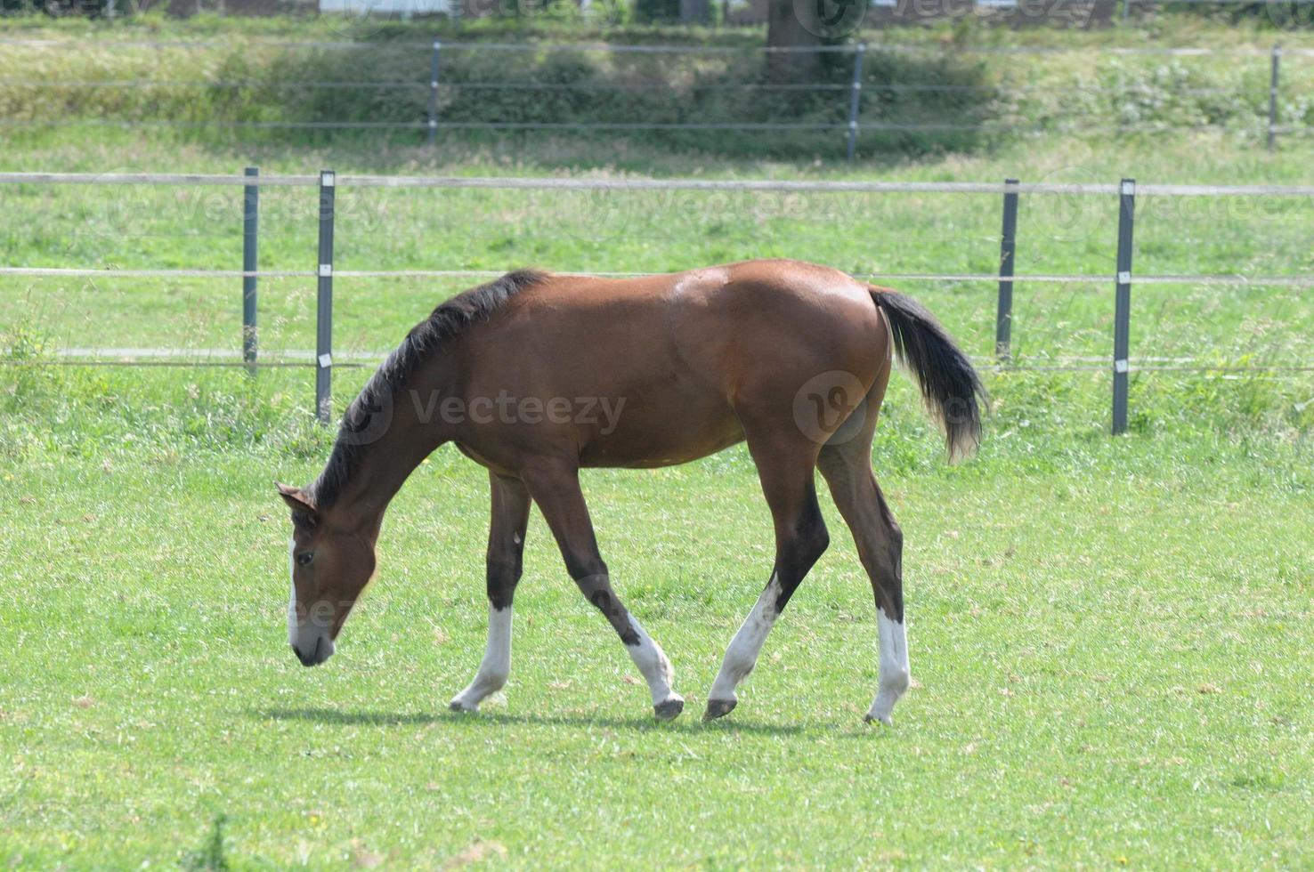 horses and foals in germany photo