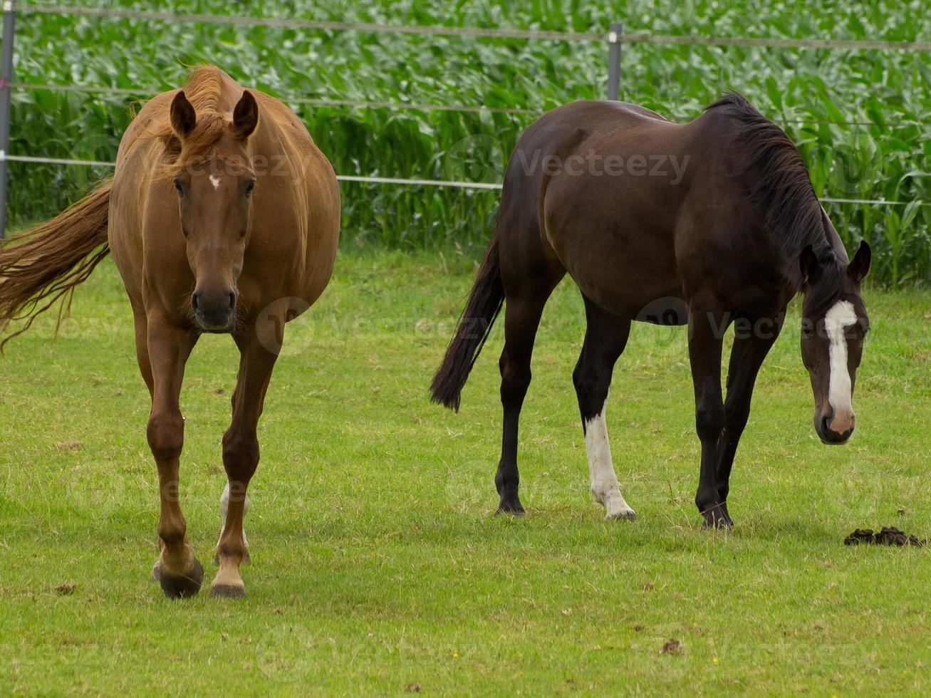 horses on a german meadow photo