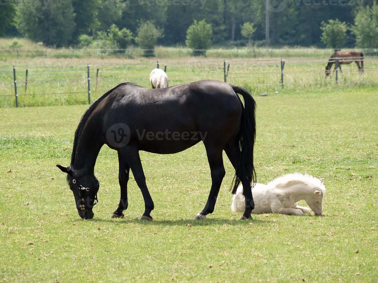 Horses in westphalia photo