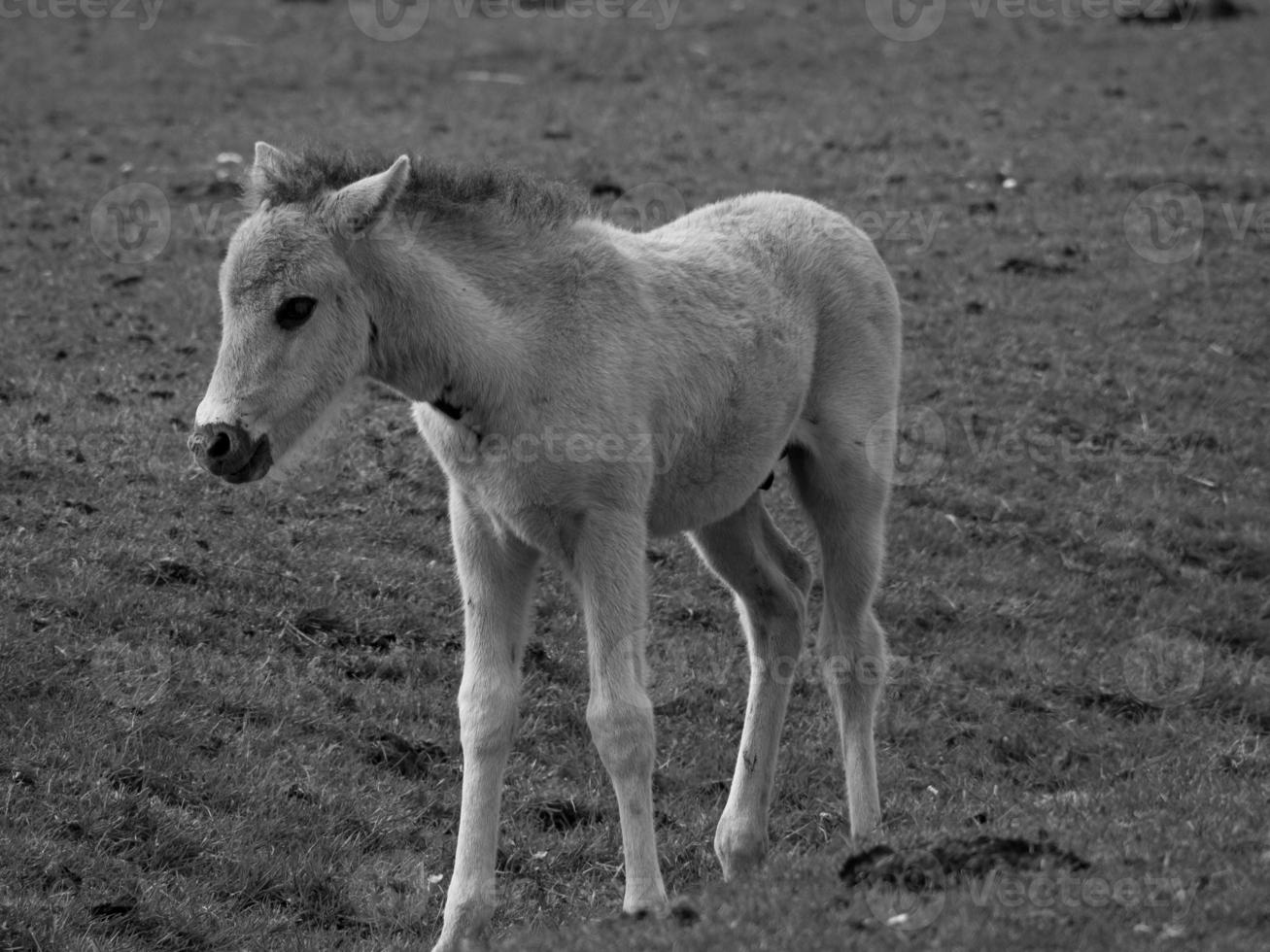 wild horses on a field photo