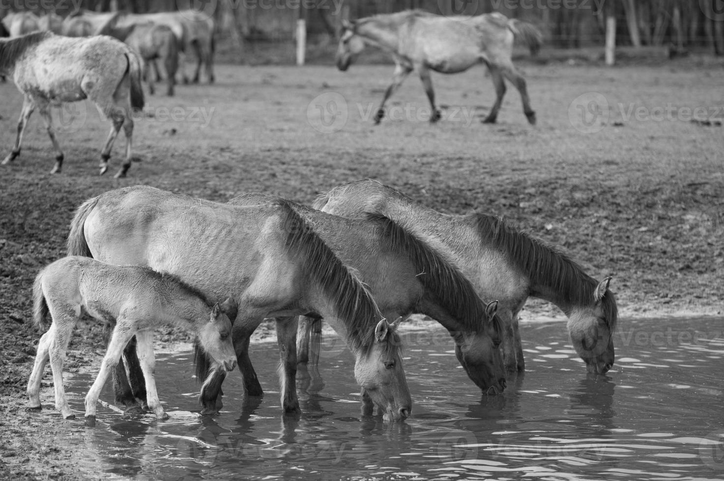 wild horses on a field photo
