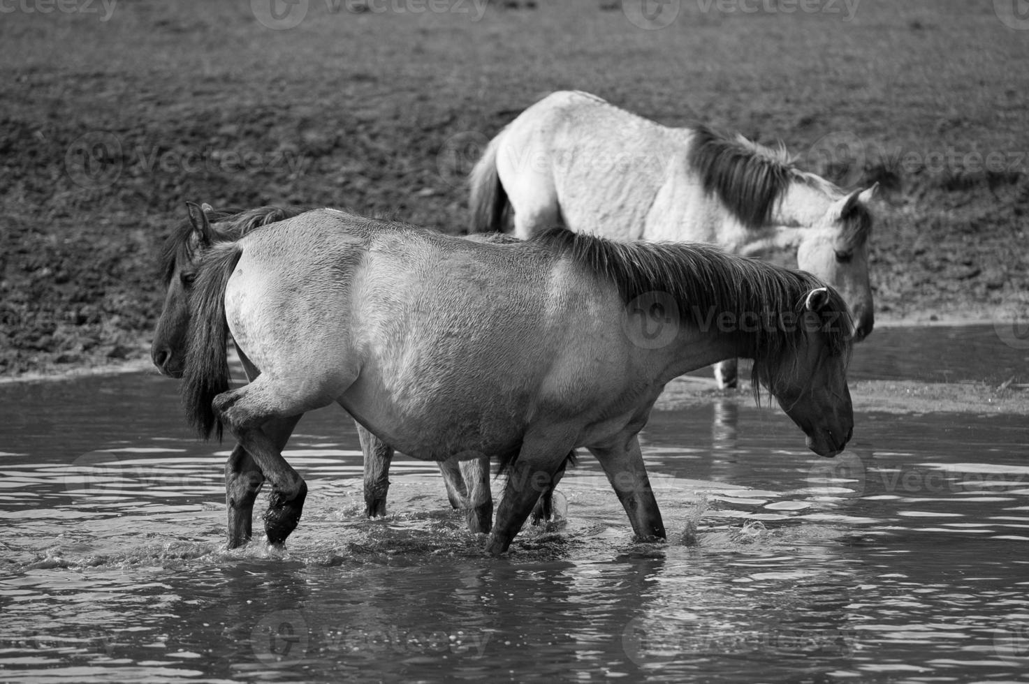 wild horses on a field photo