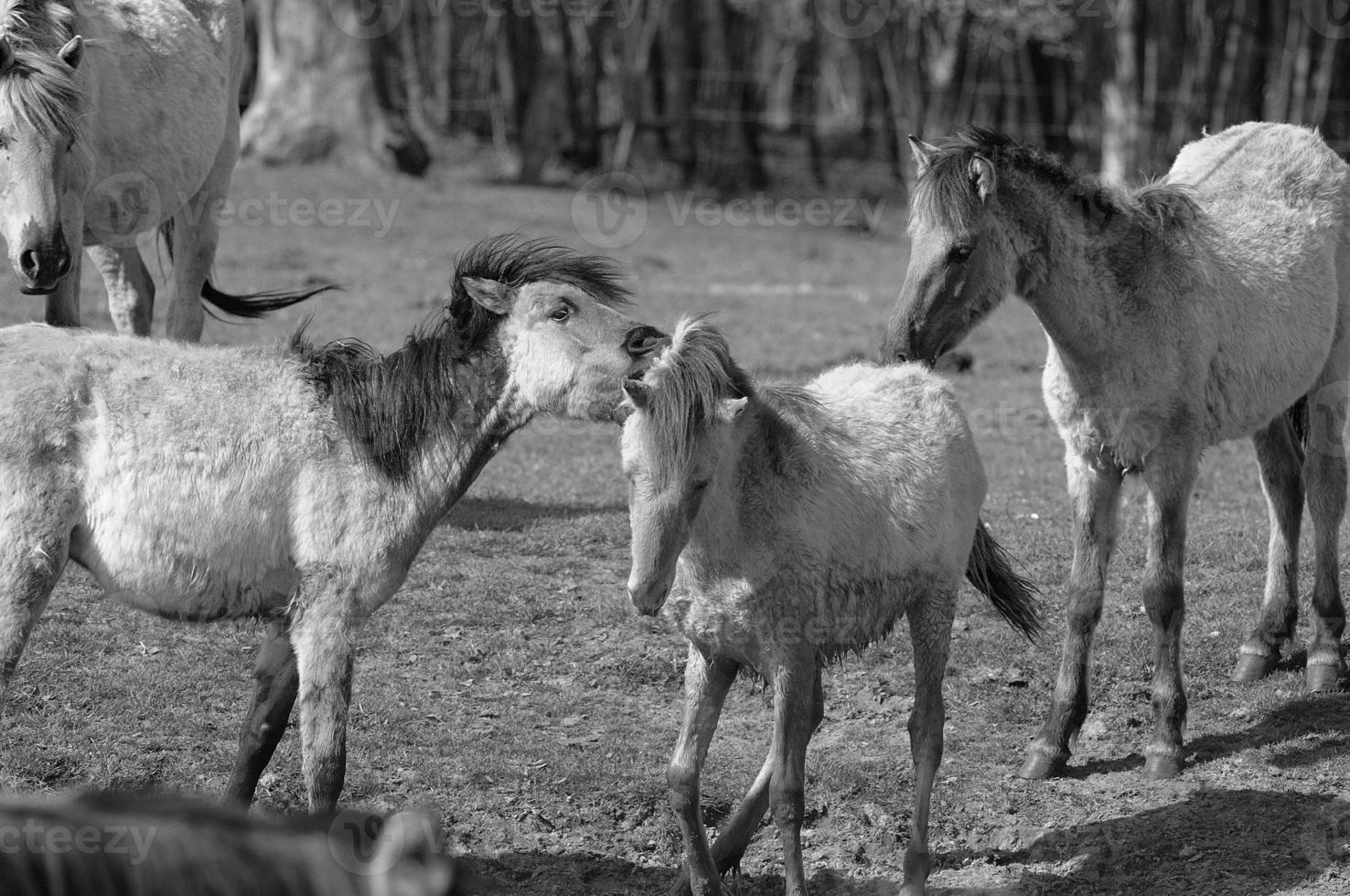 wild horses on a field photo