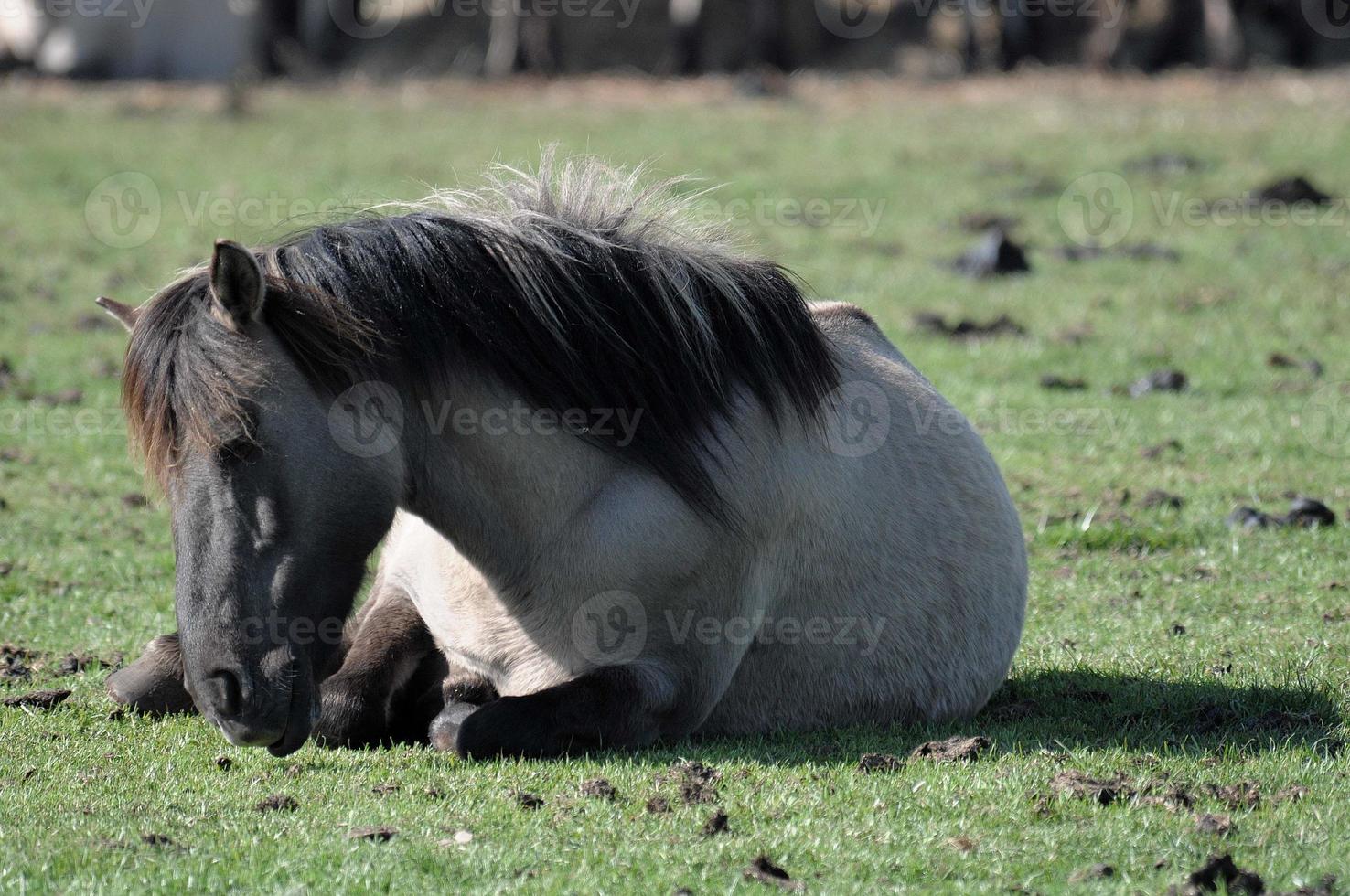 Horses on a german meadow photo