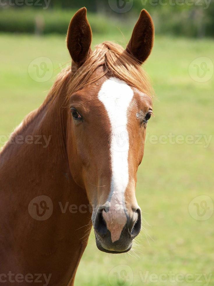 Horses in westphalia photo
