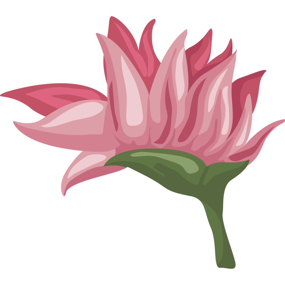 Free heliconia jardín de flores exóticas 19633950 PNG with Transparent Background Free heliconia jardín de flores exóticas 19633950 PNG with Transparent Background