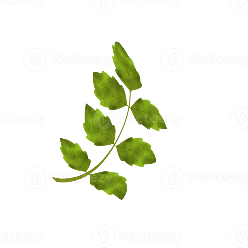 Leaves Clip art Design, can be used this design to print on greeting cards, frames, mugs,  shopping bags etc. whatever you want. png