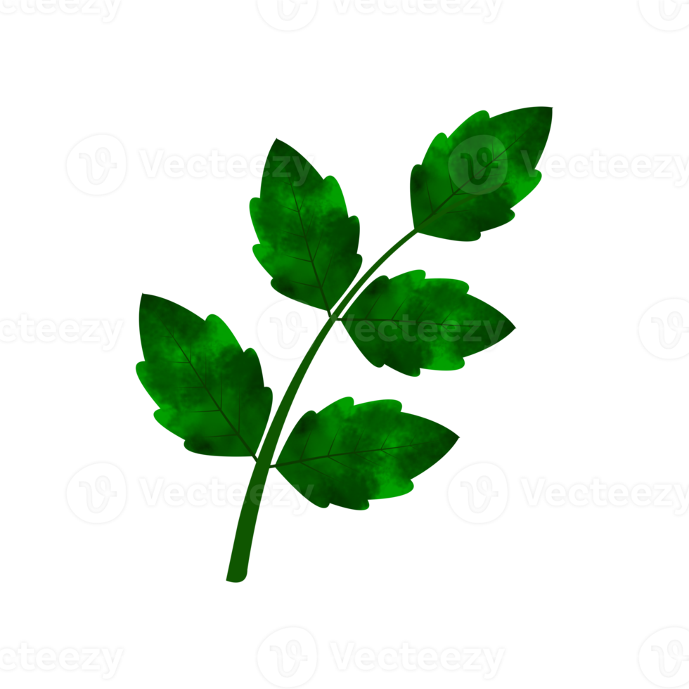 Leaves Clip art Design, can be used this design to print on greeting cards, frames, mugs,  shopping bags etc. whatever you want. png