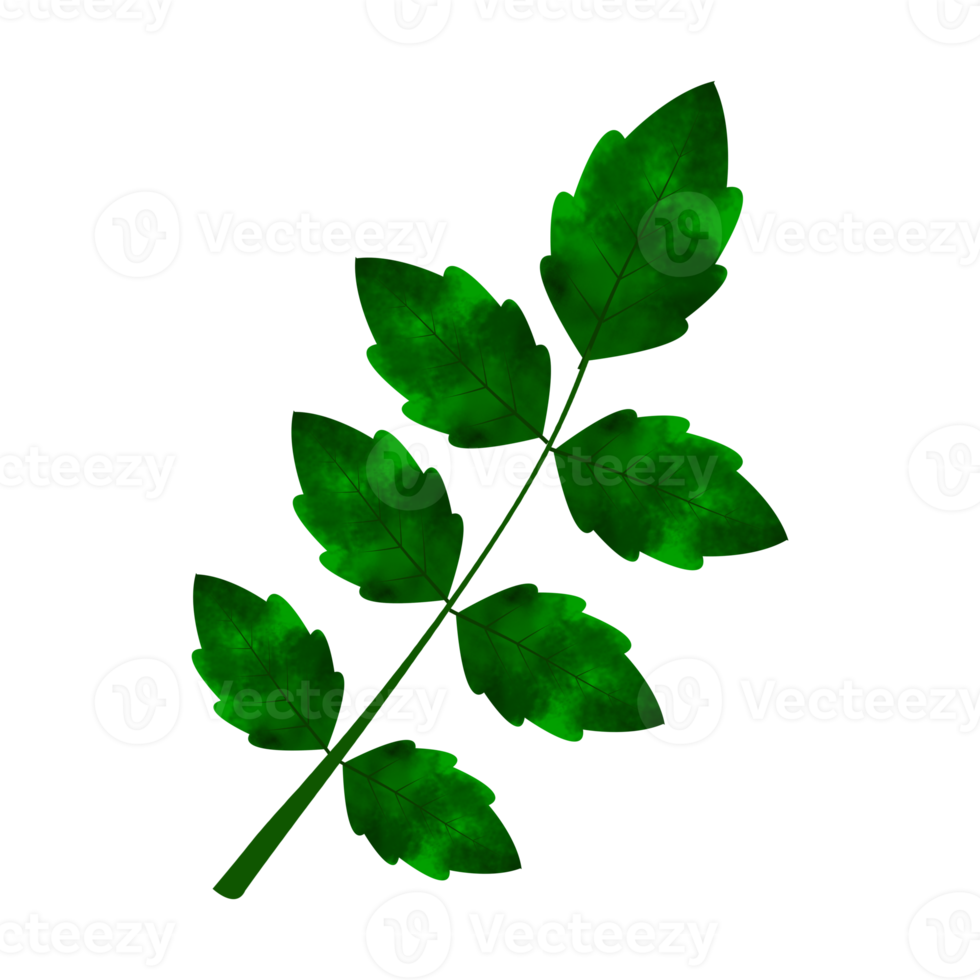 Leaves Clip art Design, can be used this design to print on greeting cards, frames, mugs,  shopping bags etc. whatever you want. png