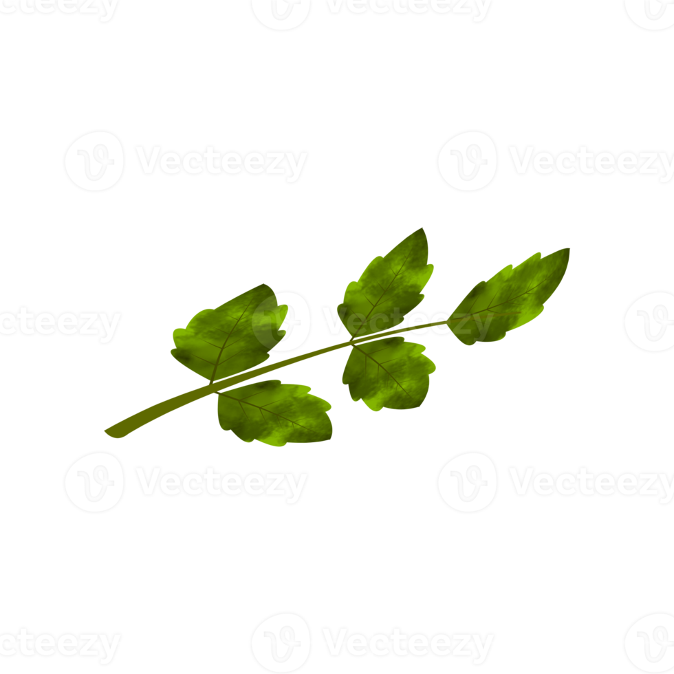 Leaves Clip art Design, can be used this design to print on greeting cards, frames, mugs,  shopping bags etc. whatever you want. png