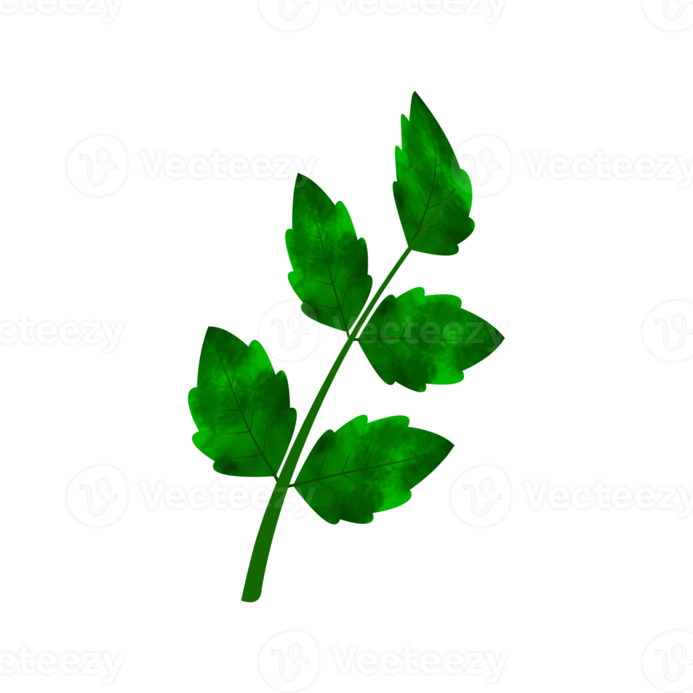Leaves Clip art Design, can be used this design to print on greeting cards, frames, mugs,  shopping bags etc. whatever you want. png