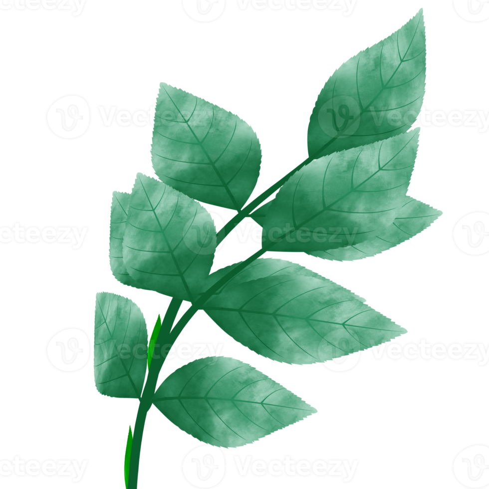 Leaves Clip art Design, can be used this design to print on greeting cards, frames, mugs,  shopping bags etc. whatever you want. png