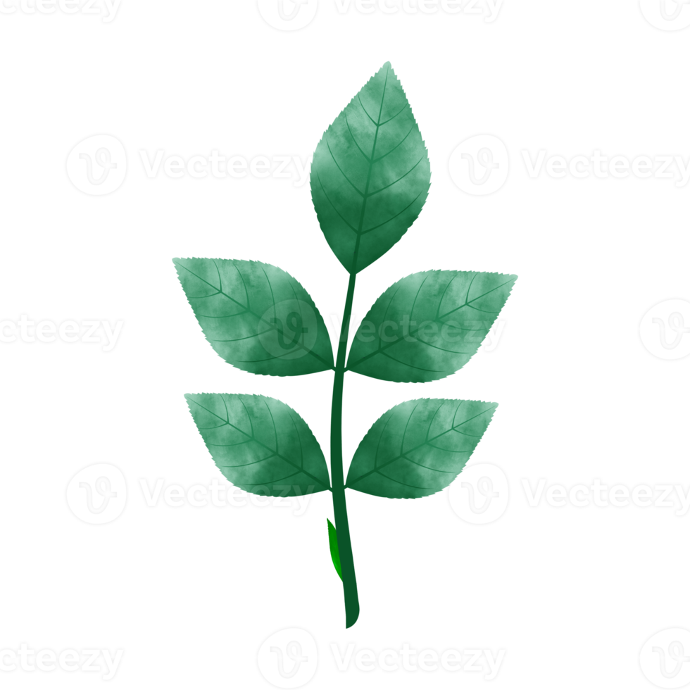 Leaves Clip art Design, can be used this design to print on greeting cards, frames, mugs,  shopping bags etc. whatever you want. png