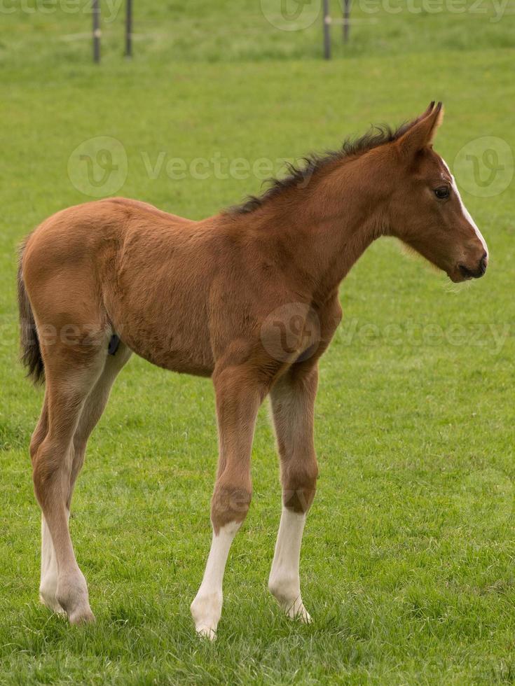 Horses on a german meadow photo