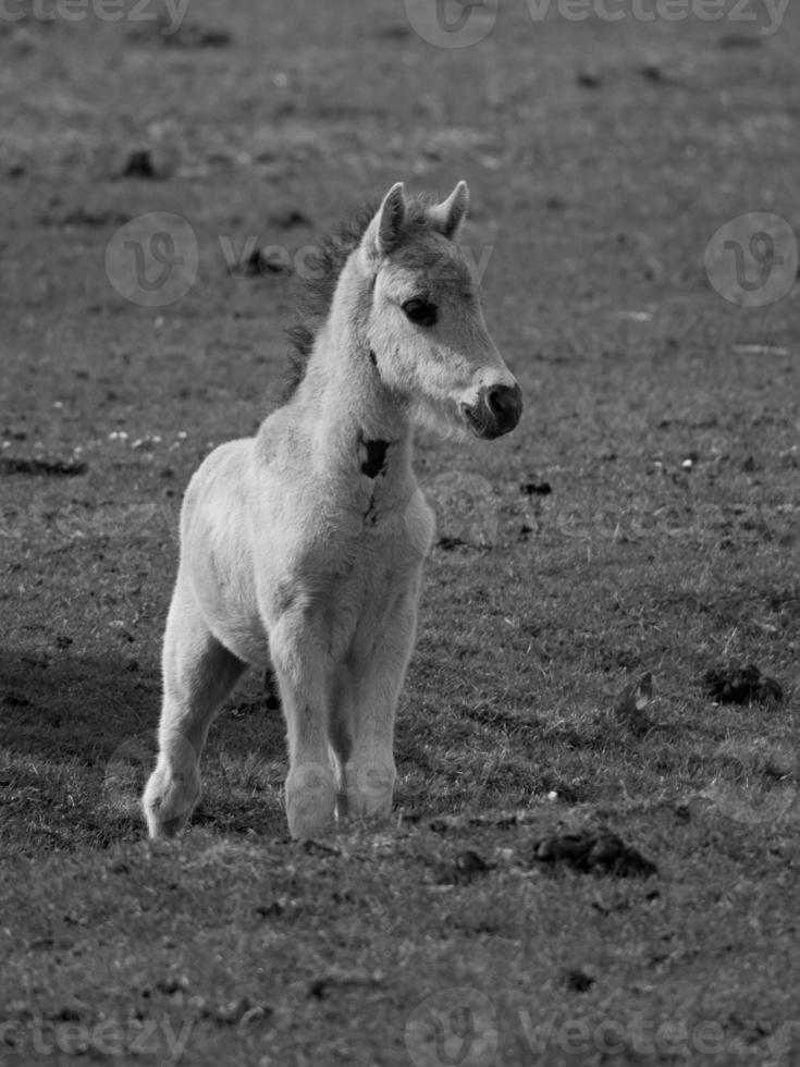 wild horses on a field photo