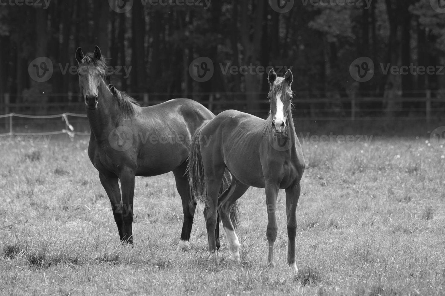 Horses in the german muensterland photo