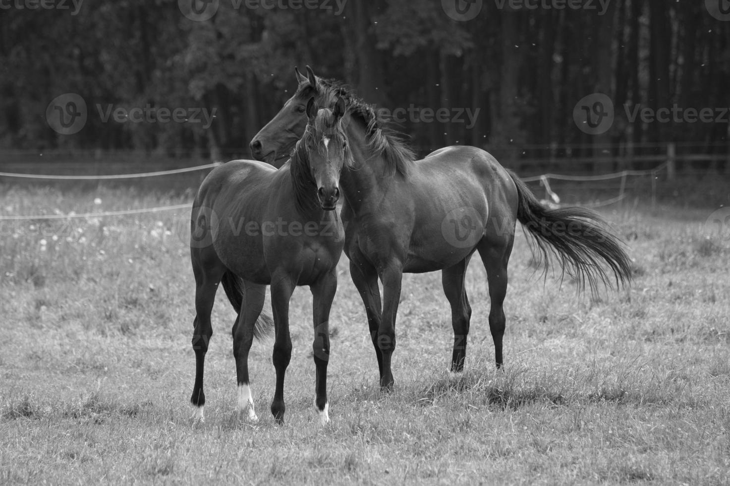 horses in westphalia photo